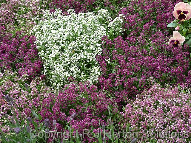 Alyssum mixed colours